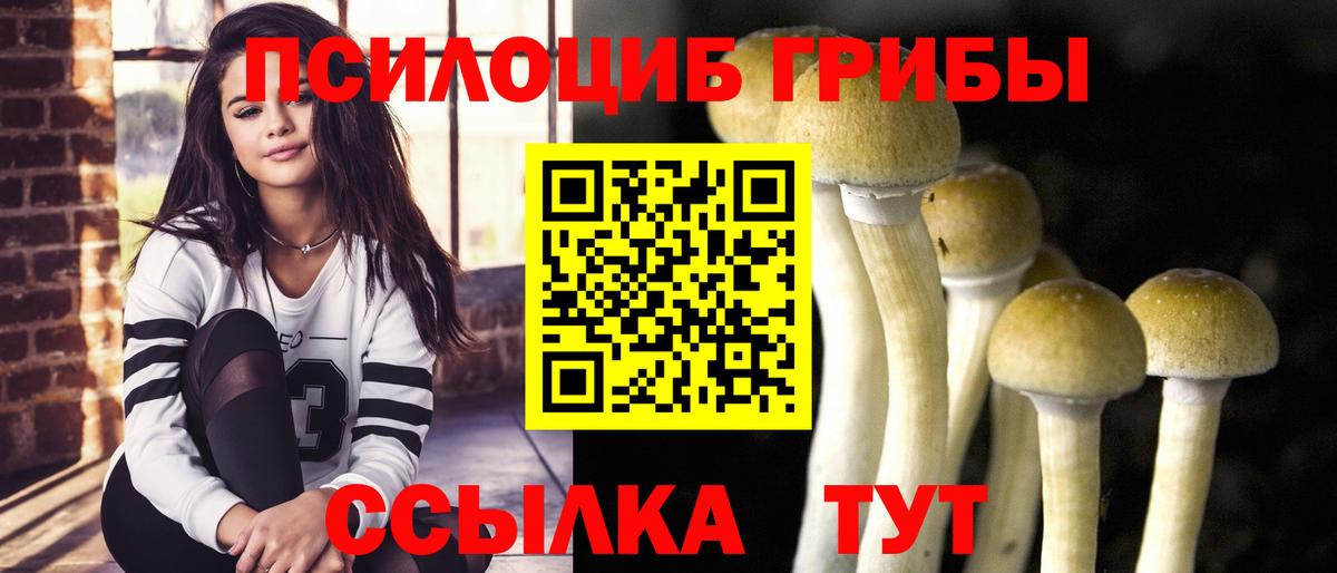 Галлюциногенные грибы Psilocybine cubensis Кизилюрт